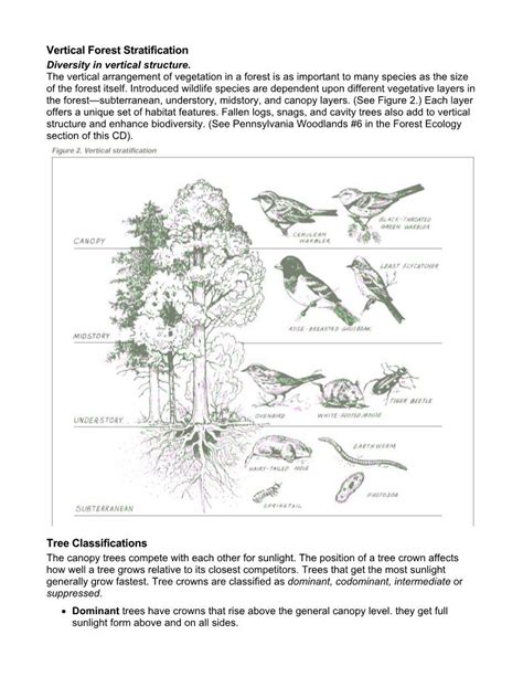 Vertical Forest Stratification Diversity In Vertical Structure Docslib