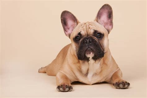 Bulldog Francés Características Carácter Y Cuidados