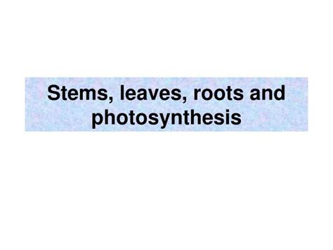 Ppt Stems Leaves Roots And Photosynthesis Powerpoint Presentation