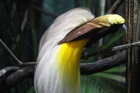 He assumes the native life and marries his friend's sister, kalua. Lesser Bird-of-Paradise Displaying - ZooChat