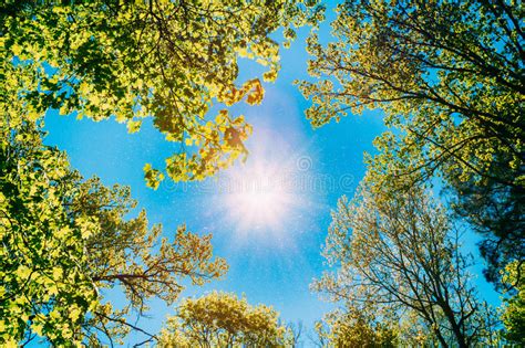 Sunny Canopy Of Tall Trees Sunlight In Deciduous Forest Summer Stock