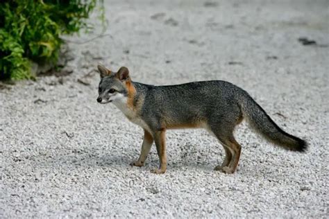 Gray Fox Habitats And Behavior All Things Foxes