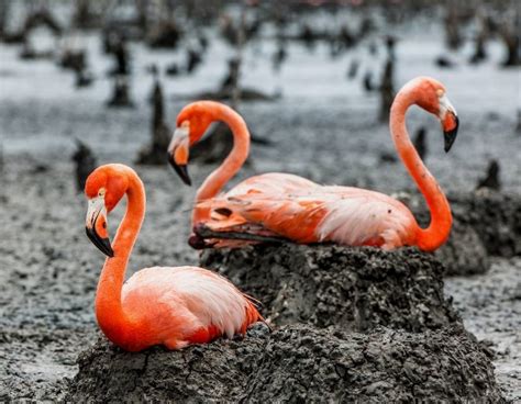 Flamingo Meaning And Symbolism Understanding Flamingos Spirit Guide