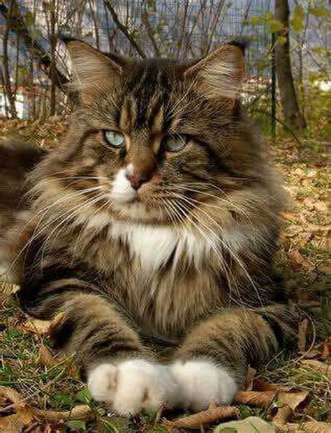 Pin On Maine Coon Cats Funnies Facts And Fur