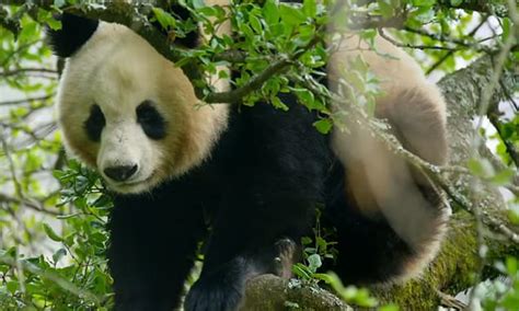First Ever Footage Of Giant Pandas Mating In The Wild Reveals The