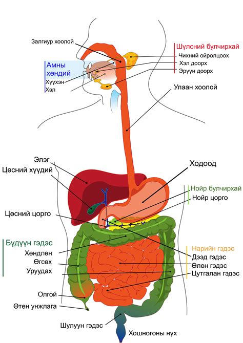 Hd Png Images Digestive System Png