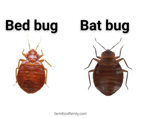 10 Bugs That Look Like Bed Bugs But Arent With Pictures
