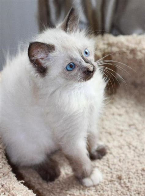The Rare Snowshoe Cat And Its Unique Characteristics