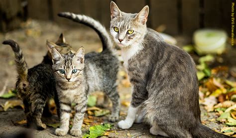 Managing A Feral Colony Cat Chat