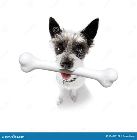Dog With Big Bone Stock Image Image Of Funny Doggy 154863171