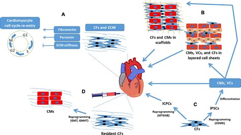 Frontiers Cardiac Fibroblasts And Myocardial Regeneration