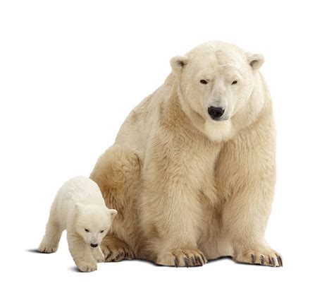 Best Polar Bear Sitting Up Stock Photos Pictures