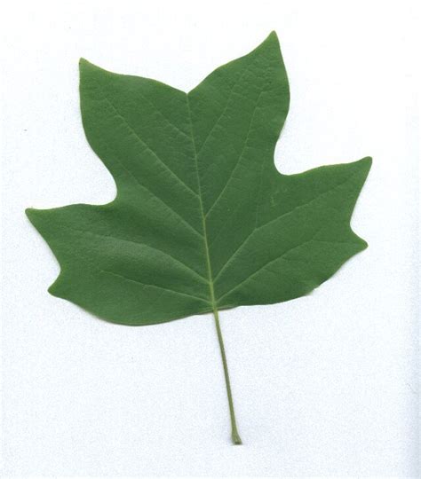 Identifying Yellow Poplar In North American Trees