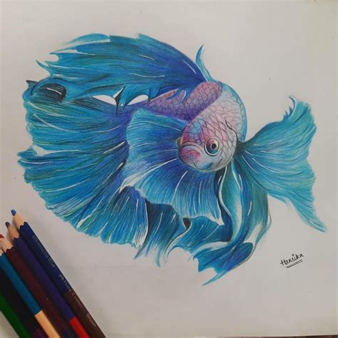 Drawing🎨 Of A Beta 🐠 Pencil Drawings Of Animals Fish Drawings Koi