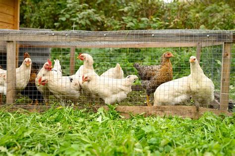 how to start raising chickens for meat with low budget and maintenance