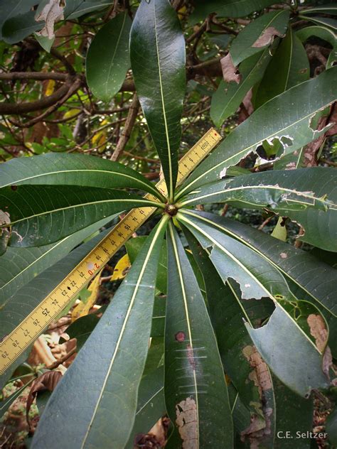 Quinine Tree Swamp Forests Of Mtunzini · Inaturalist