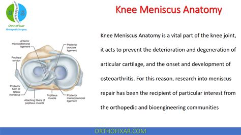Knee Meniscus Anatomy Easy Explained Orthofixar Sexiz Pix