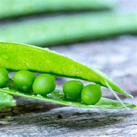 How To Grow Peas Successfully Organically