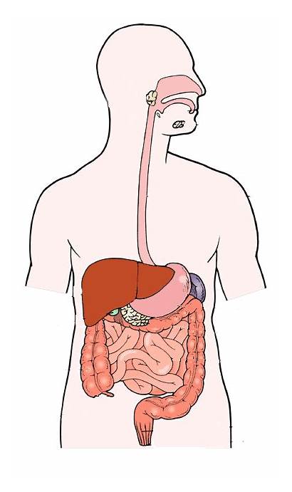System Digestive Digestion Quotes Labels Non Intestine