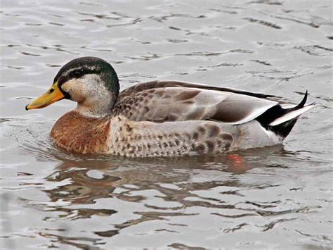 Bird Hybrids Mallard X Indian Spot Billed Duck