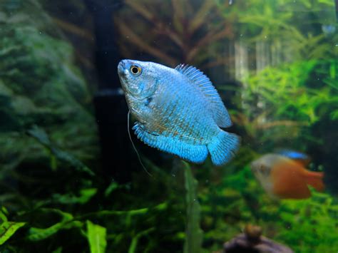 One Of My Favorite Of Our Fish Meet Blue Aquariums