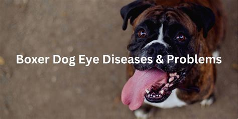 Boxer Dog Eye Diseases And Problems