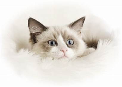 Ragdoll Cats Cat Kitty Wallpapers Funny