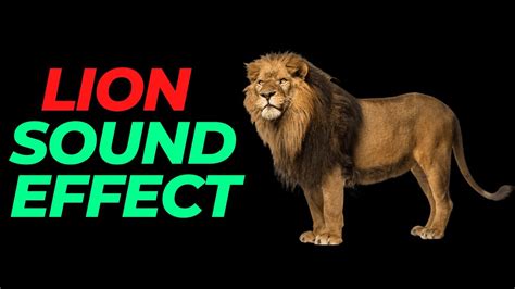 Lion Roar Sound Effect No Copyright Lion Noises Lion Roar Sounds