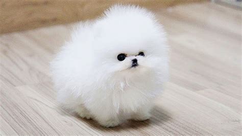 White Pomeranian Puppy Ball Overloaded 2 Youtube