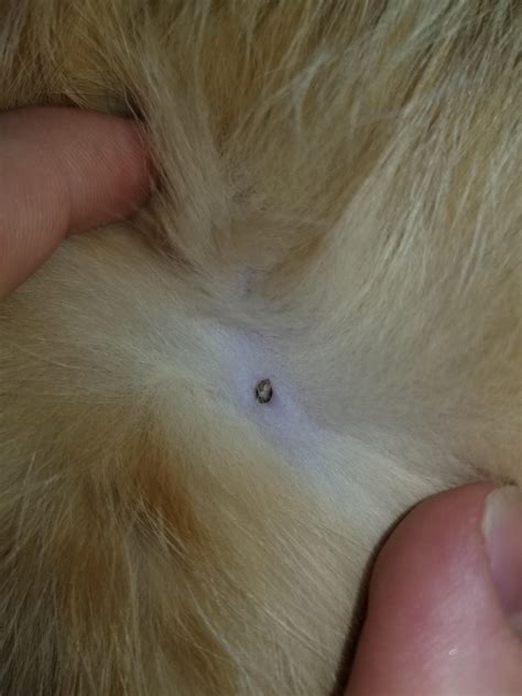 Is This A Tick On My Cat Rcats