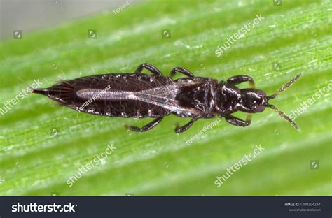 Thrips Thysanoptera On Leaf Cereals Stock Photo 1399304234 Shutterstock