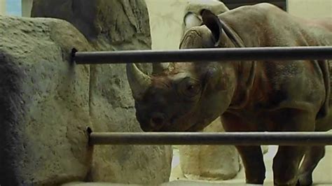 Rhino Brookfield Zoo Chicago Zoological Society Youtube