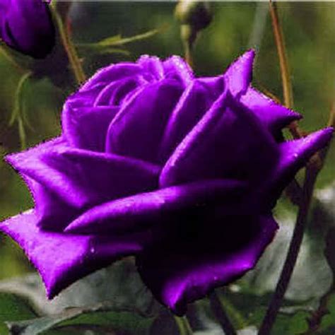 5 Purple Rose Rosa Bush Shrub Perennial Flower Seeds Comb Sh Etsy