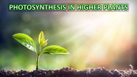 Ppt Photosynthesis In Higher Plants Class Notes Rajus Biology
