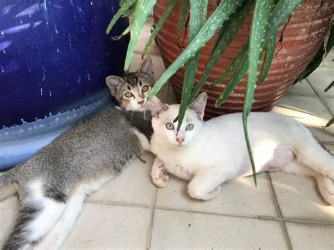 domestic short hair cats   years  months mother   kittens  ampang selangor