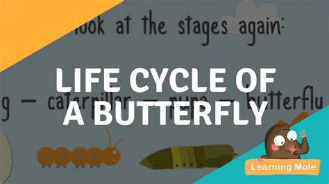 Caterpillar Butterfly Life Cycle