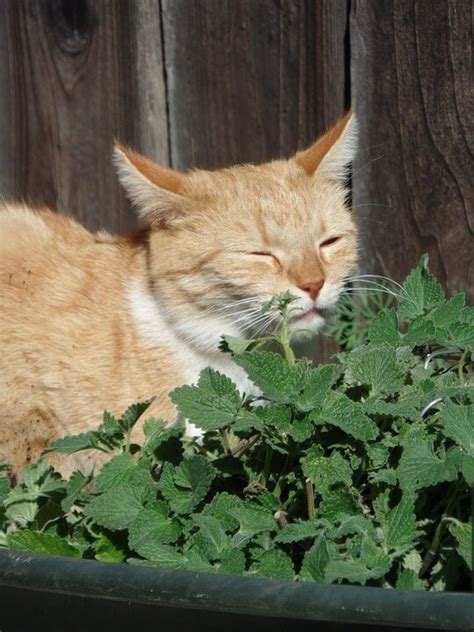 Drinking a cup of catnip tea before bed can help relax your muscles and these herbs may interact with certain medicines containing lithium as well as sedative medications. Does Catnip Make Cats High? | Pet Love That