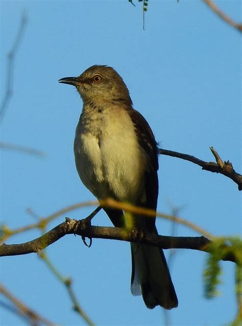 Northern Mockingbird Mybirdingjourney