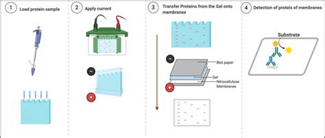 Back To Basics Western Blot 101