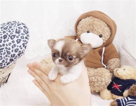 Breed Micro Teacup Long Haired Chihuahua Gender Male Color Chocolate