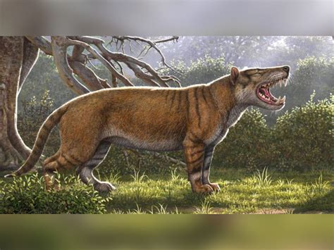 Hyaenodont Fossil Highlights Diversity And Flood Boundary The