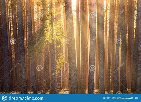 Sunbeams Illuminating The Trunks Of Pine Trees At Sunrise In An Autumn