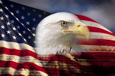 Digital Composite American Bald Eagle And Flag Id