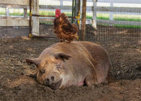 They help us to know which pages are the most and least popular and see how visitors move around the site. The Biggest Little Farm - Movie Review - The Austin Chronicle