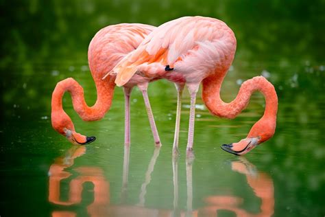 Animal Flamingo Hd Wallpaper