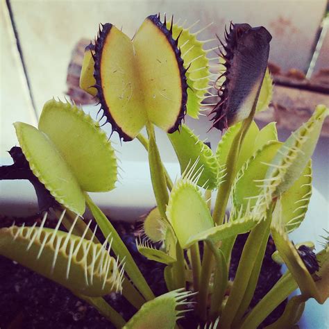 Free for commercial use no attribution required high quality images. Is My Venus Flytrap Dormant or Dead? | | The Carnivore Girl