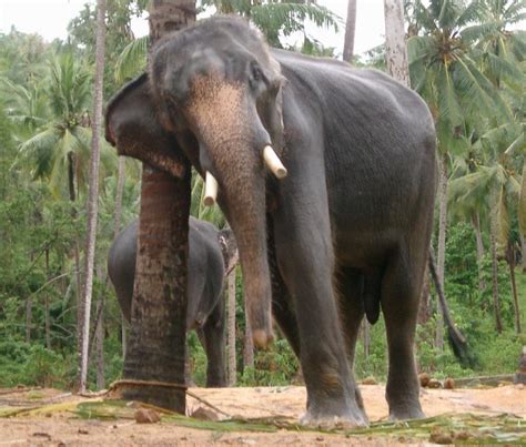 Danger Of Asian Elephants Whether They Are In Musth Or Not Bushguide