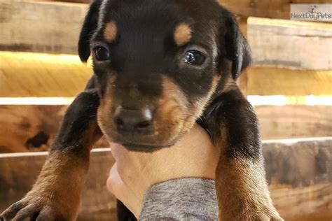 We pair doberman pinscher breeders with people like you! Black F Dobie : Doberman Pinscher puppy for sale near ...