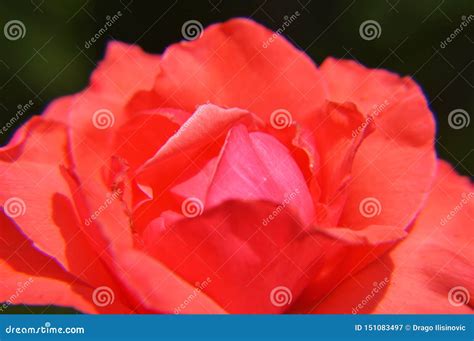 Close Up Single Flowers Rose Stock Image Image Of Closeup Nature