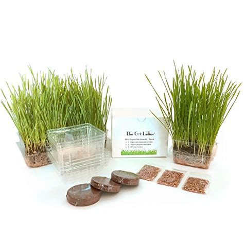 Now that we have a soilless alternatives like coconut. Cat Grass Growing Kit - 3 Pack Organic Seed, Soil and BPA ...